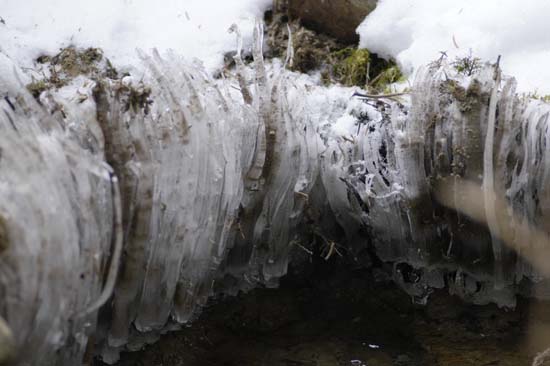 Needle Ice