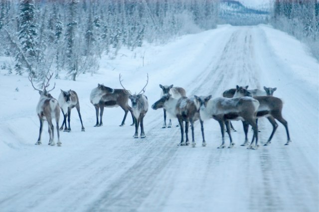 Brooks Range Caribou