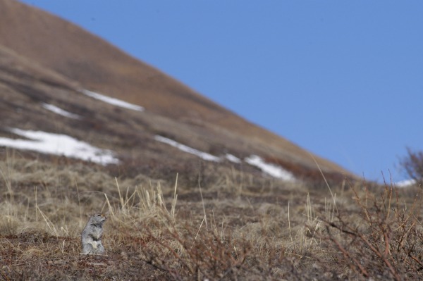 Ground Squirrel