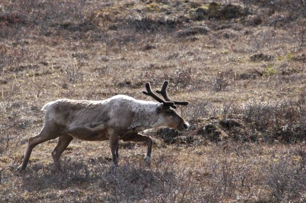 Caribou