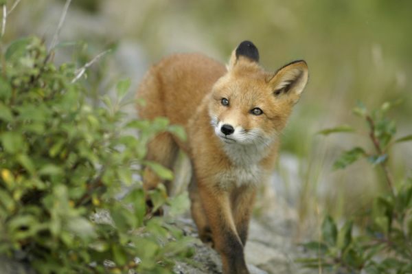 fox cubs