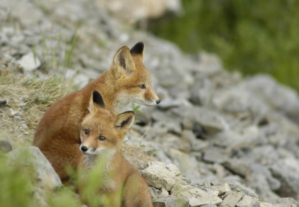 fox cubs