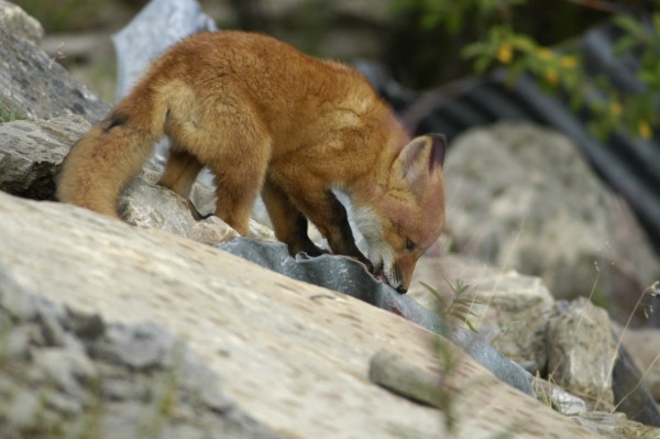 fox cubs