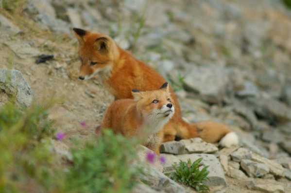 fox cubs