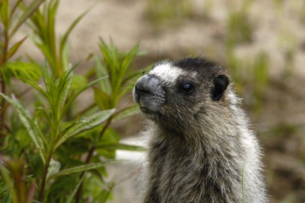 Cute little ground squirrel