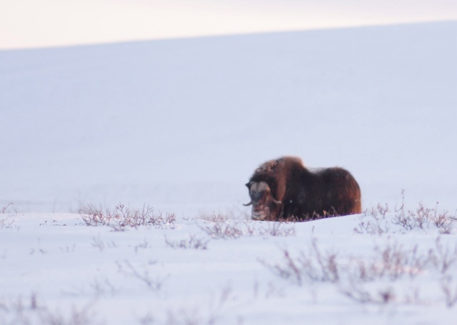 Musk Ox