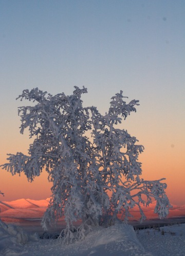 Tree at Gobbler's Knob