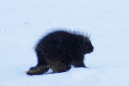 Porcupine in Atigun Pass