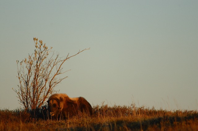 Musk Ox